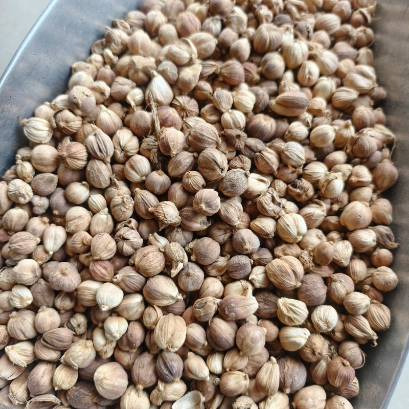 白豆蔻白扣白豆蔻统货大降价产地广西地道药材