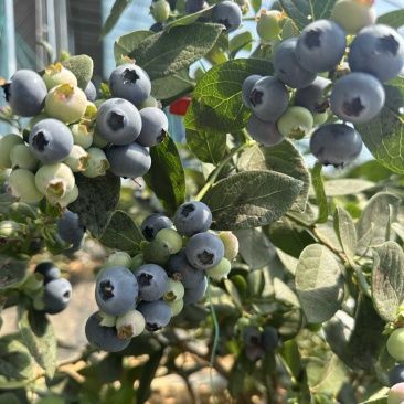 蓝莓