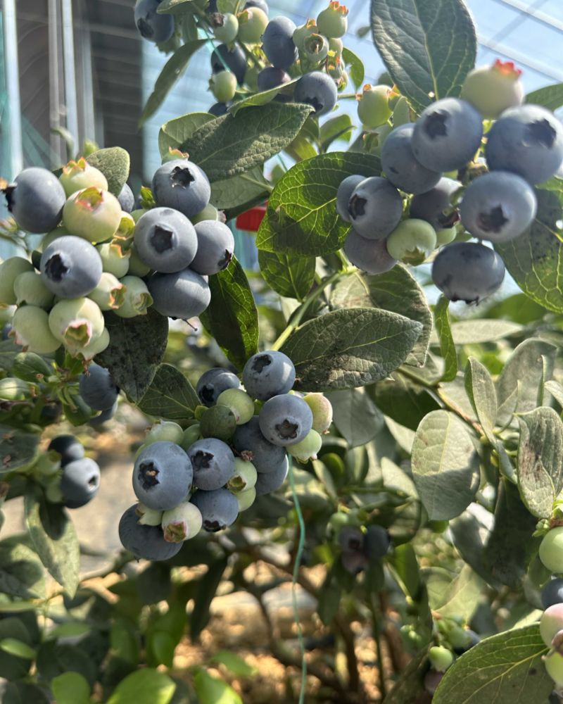 蓝莓