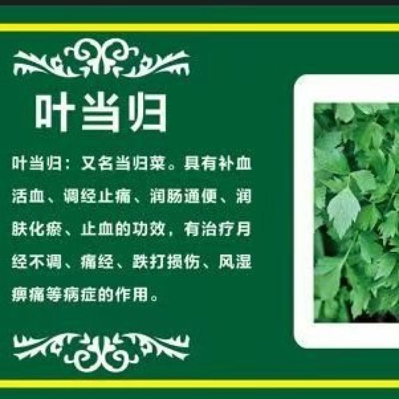 药食同源，当归叶