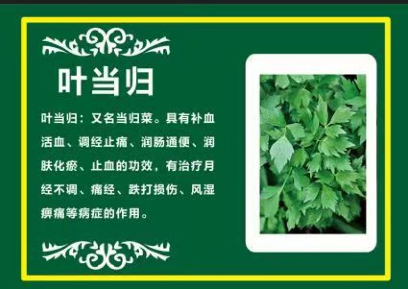 药食同源，当归叶