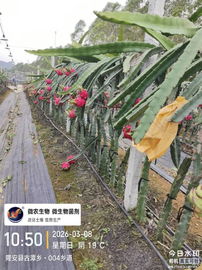 广西红心火龙果一手货源，产地直发，长期有货，大量供应。