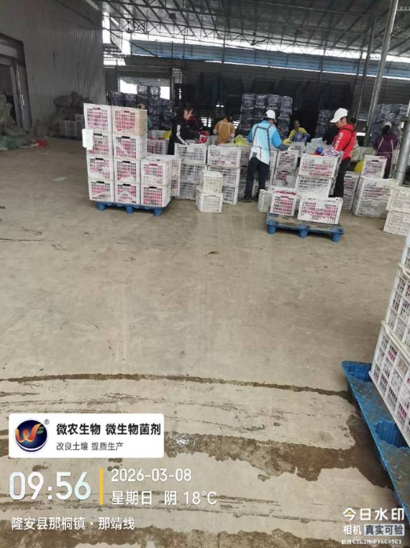 广西红心火龙果一手货源，产地直发，长期有货，大量供应。