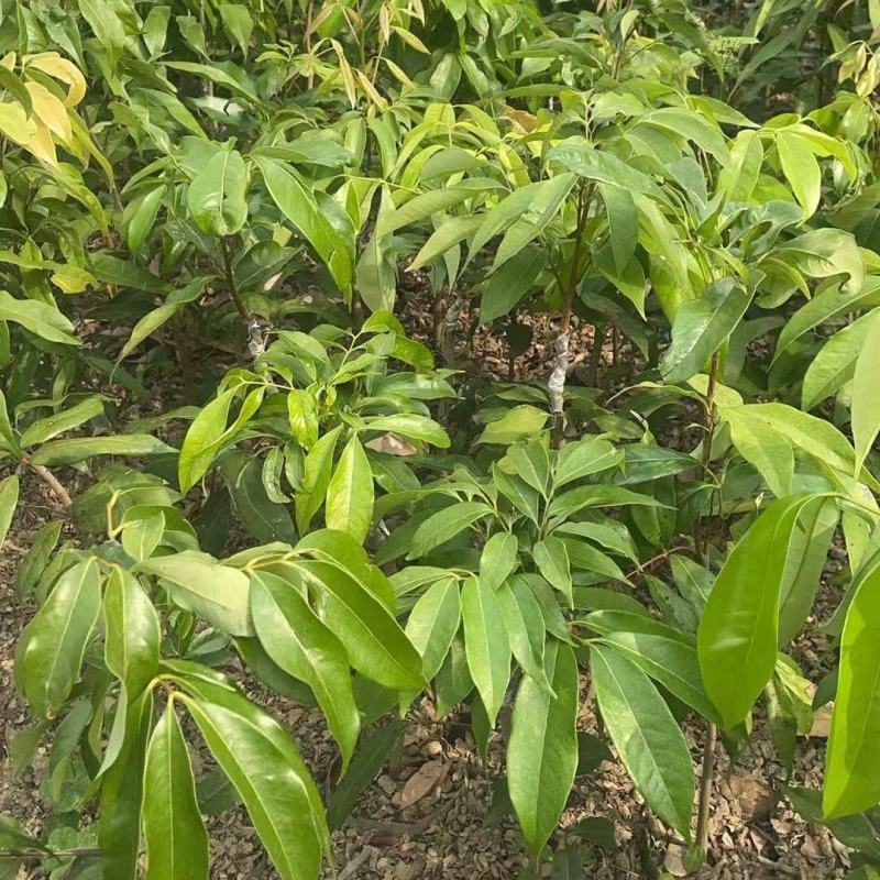 妃子笑杯苗先进丰、桂味鸡嘴荔荔枝王中国红情人荔苗