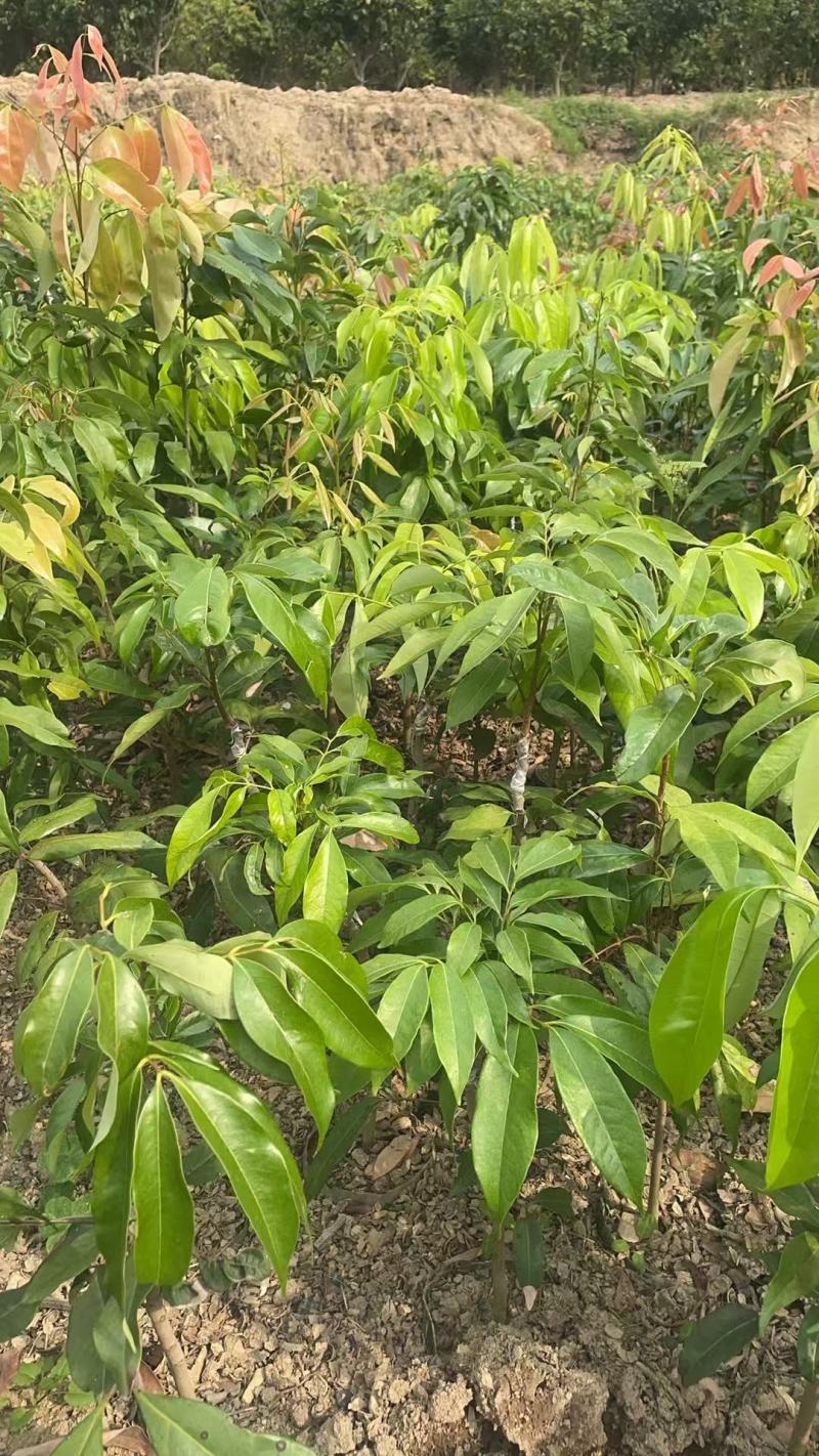 妃子笑杯苗先进丰、桂味鸡嘴荔荔枝王中国红情人荔苗