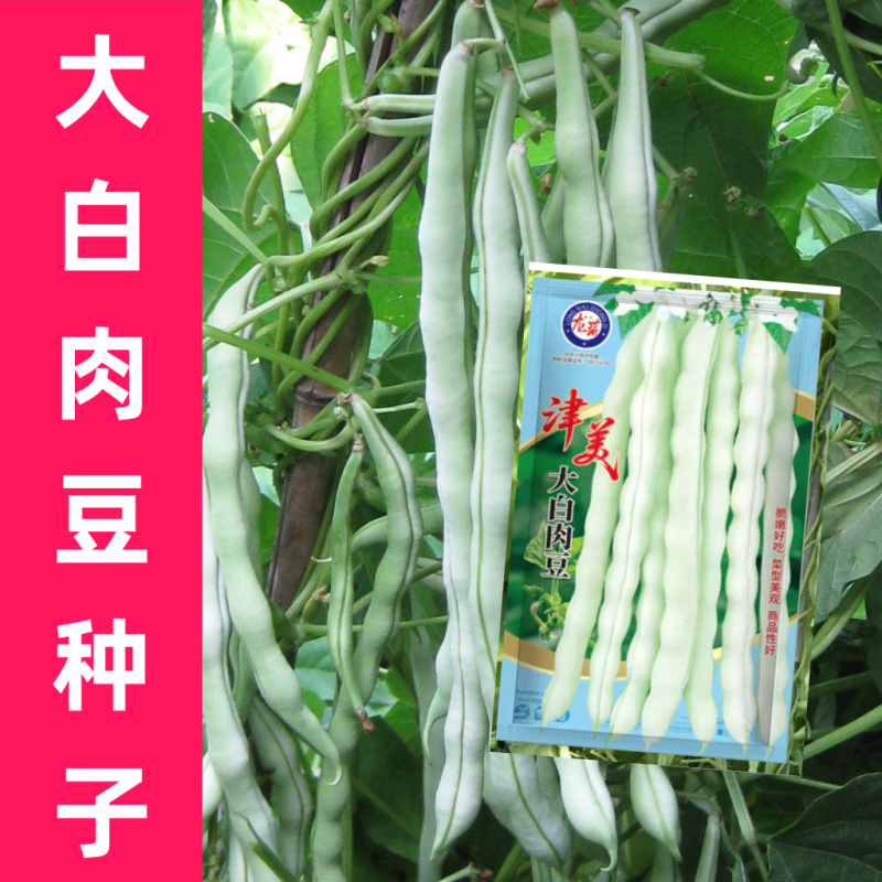 大白肉豆种子早熟荚条圆形略扁嫩荚浅绿白色商品性好