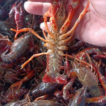 洪湖小龙虾