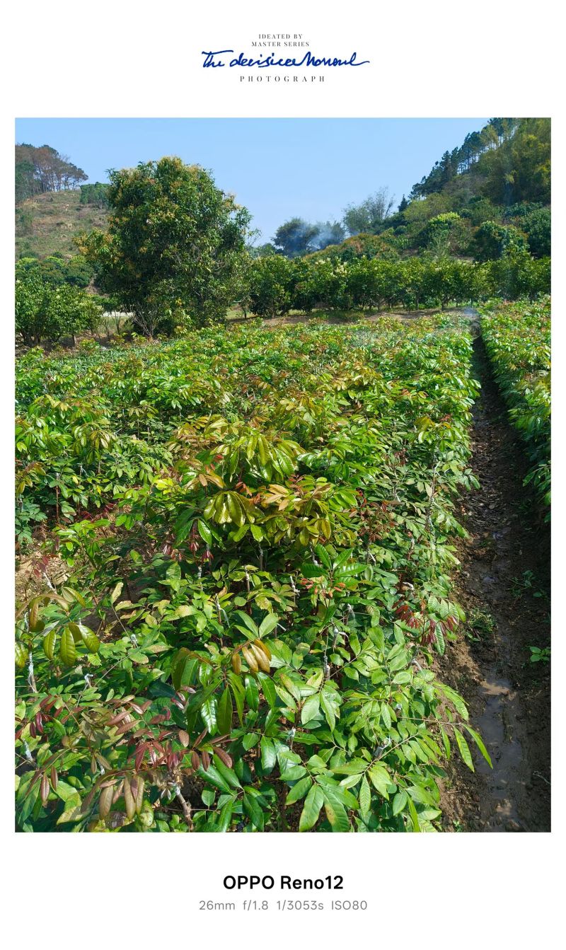广西石峡龙眼苗，产地直销，自家自种苗一手货源石峡，储良