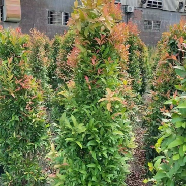 红车60至150高，大量出售