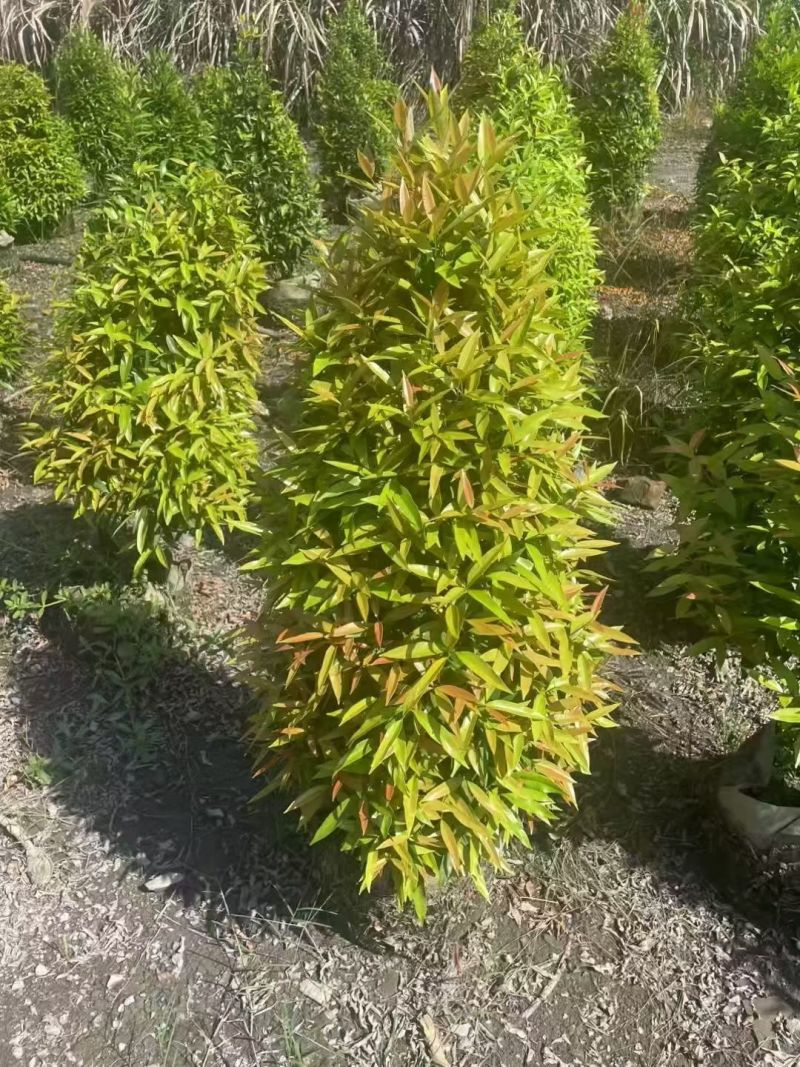 红车60至150高，大量出售