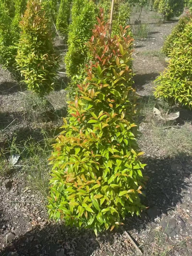 红车60至150高，大量出售