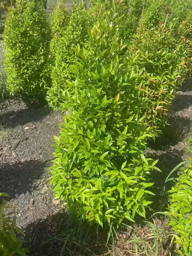红车60至150高，大量出售
