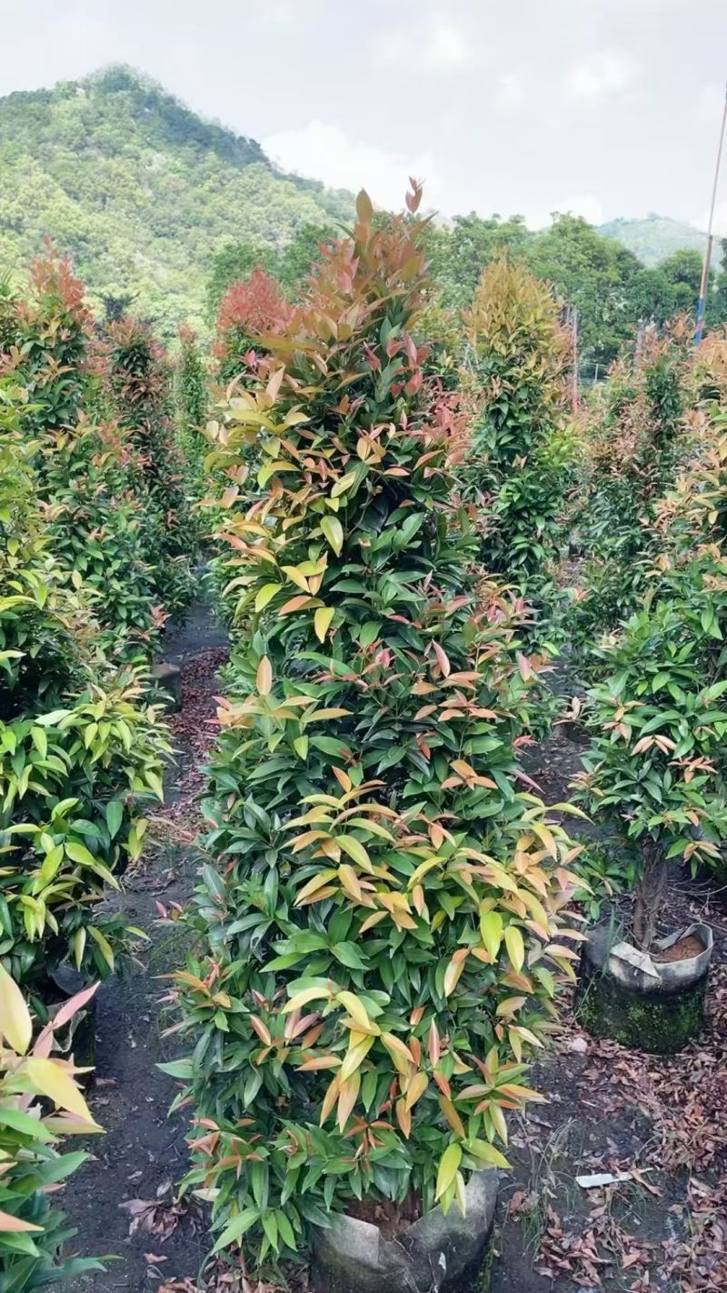 红车60至150高，大量出售