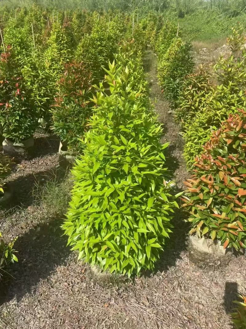 红车60至150高，大量出售