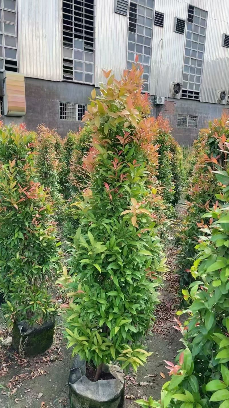 红车60至150高，大量出售