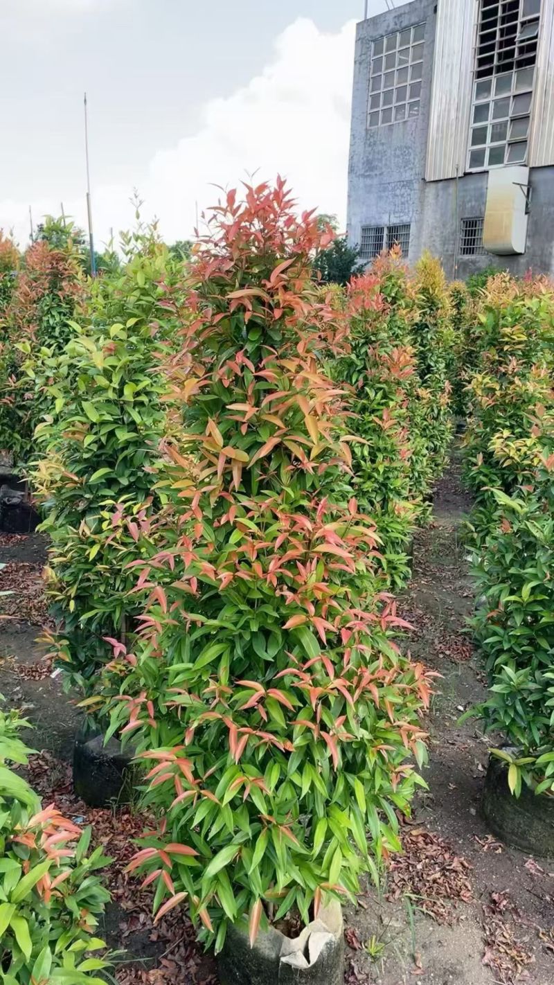 红车60至150高，大量出售