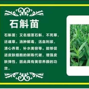 药食同源，石斛嫩苗菜