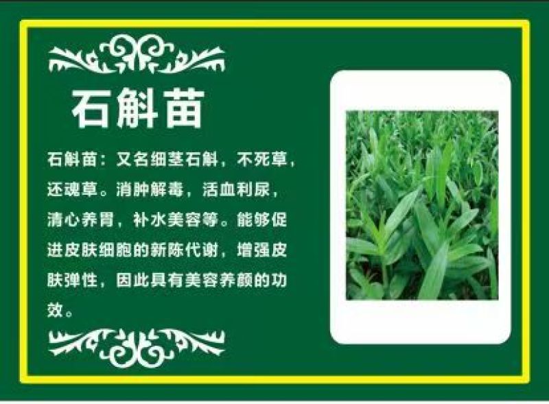 药食同源，石斛嫩苗菜