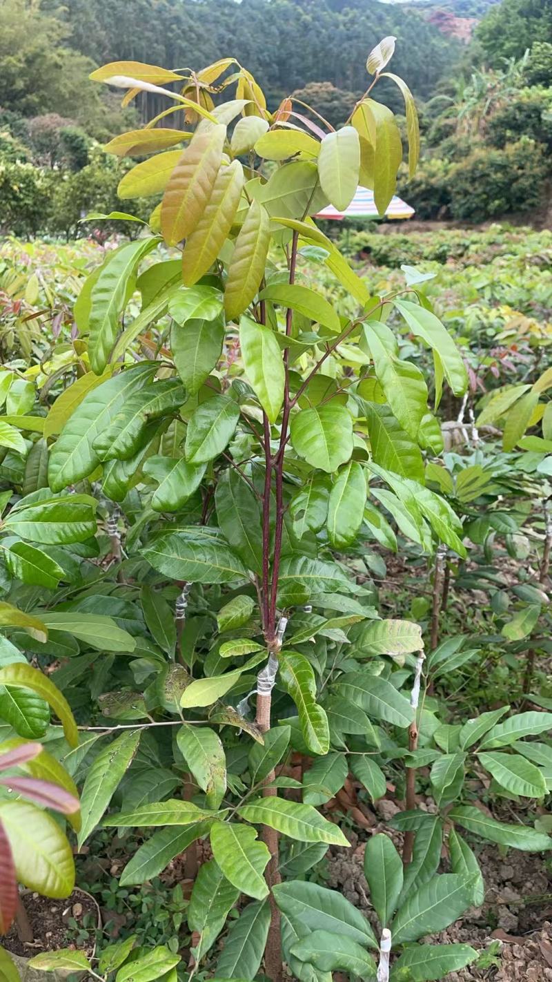 广西石峡龙眼苗，产地直销，自家自种苗一手货源石峡，储良