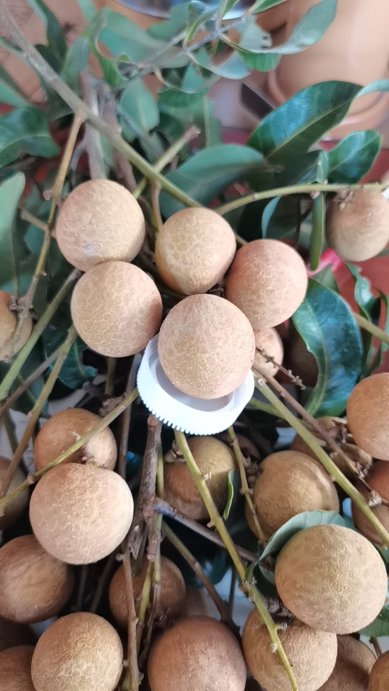 广西石峡龙眼苗，产地直销，自家自种苗一手货源石峡，储良