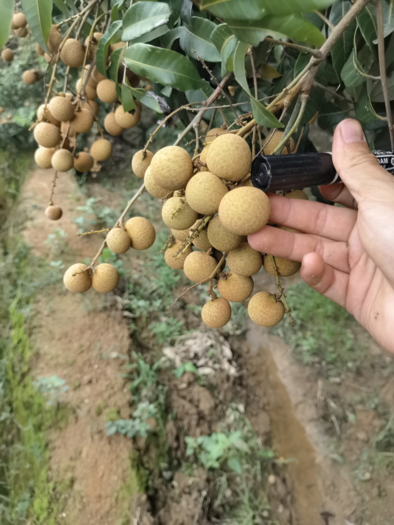 广西石峡龙眼苗，产地直销，自家自种苗一手货源石峡，储良