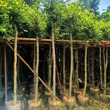 小叶榕5至15公分大量出售