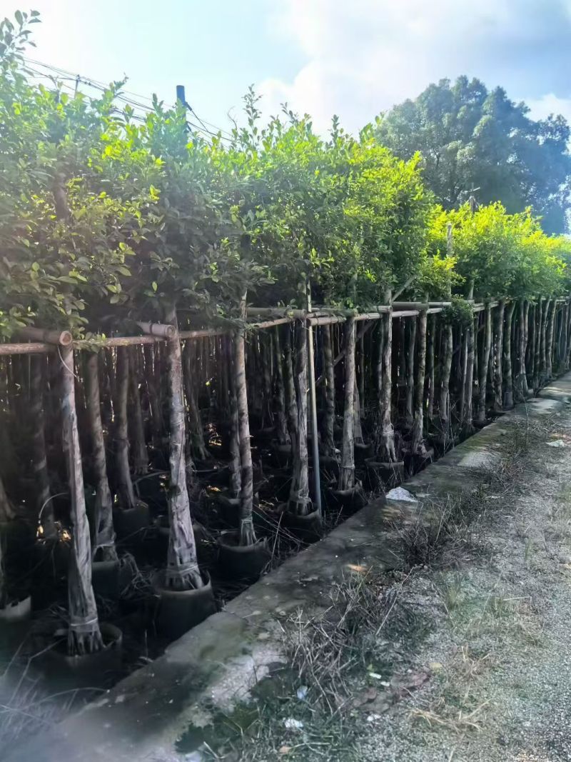 小叶榕5至15公分大量出售