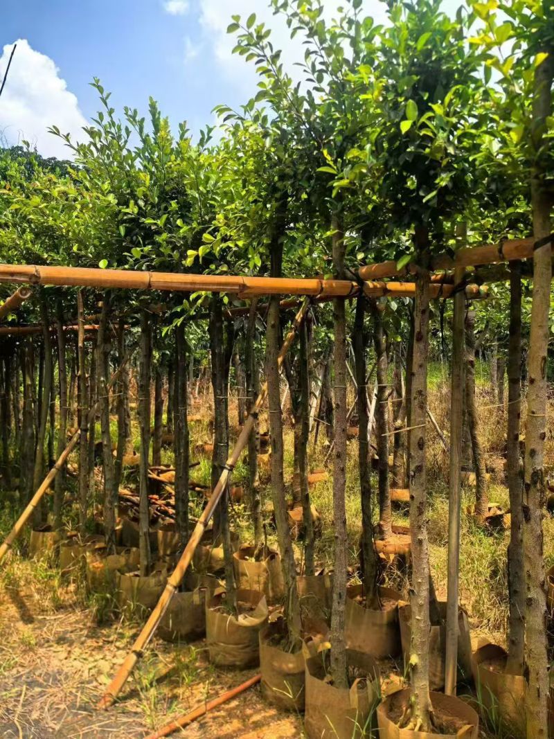 小叶榕5至15公分大量出售