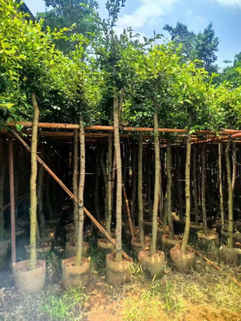 小叶榕5至15公分大量出售