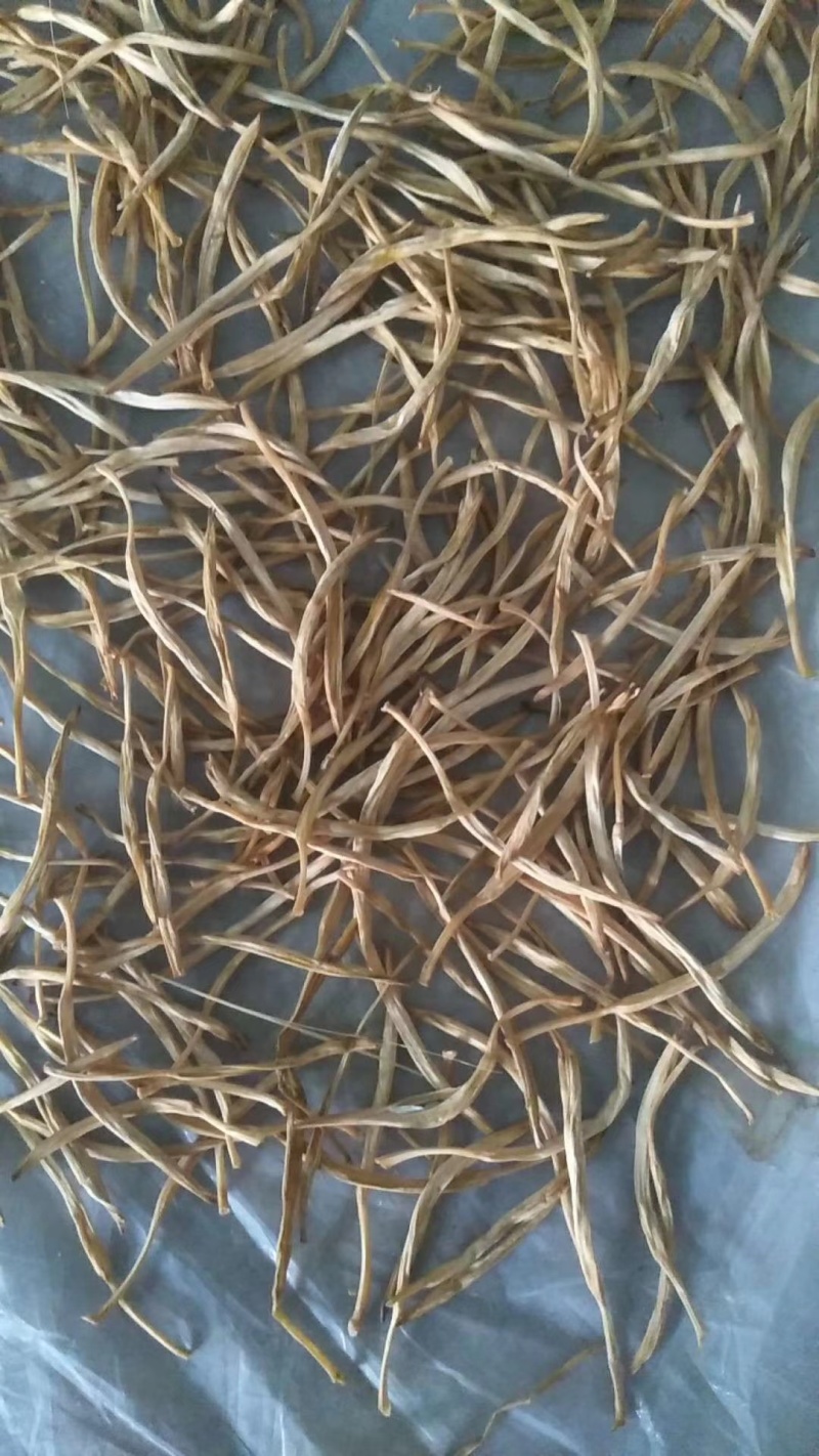 宁夏，红寺堡黄花菜