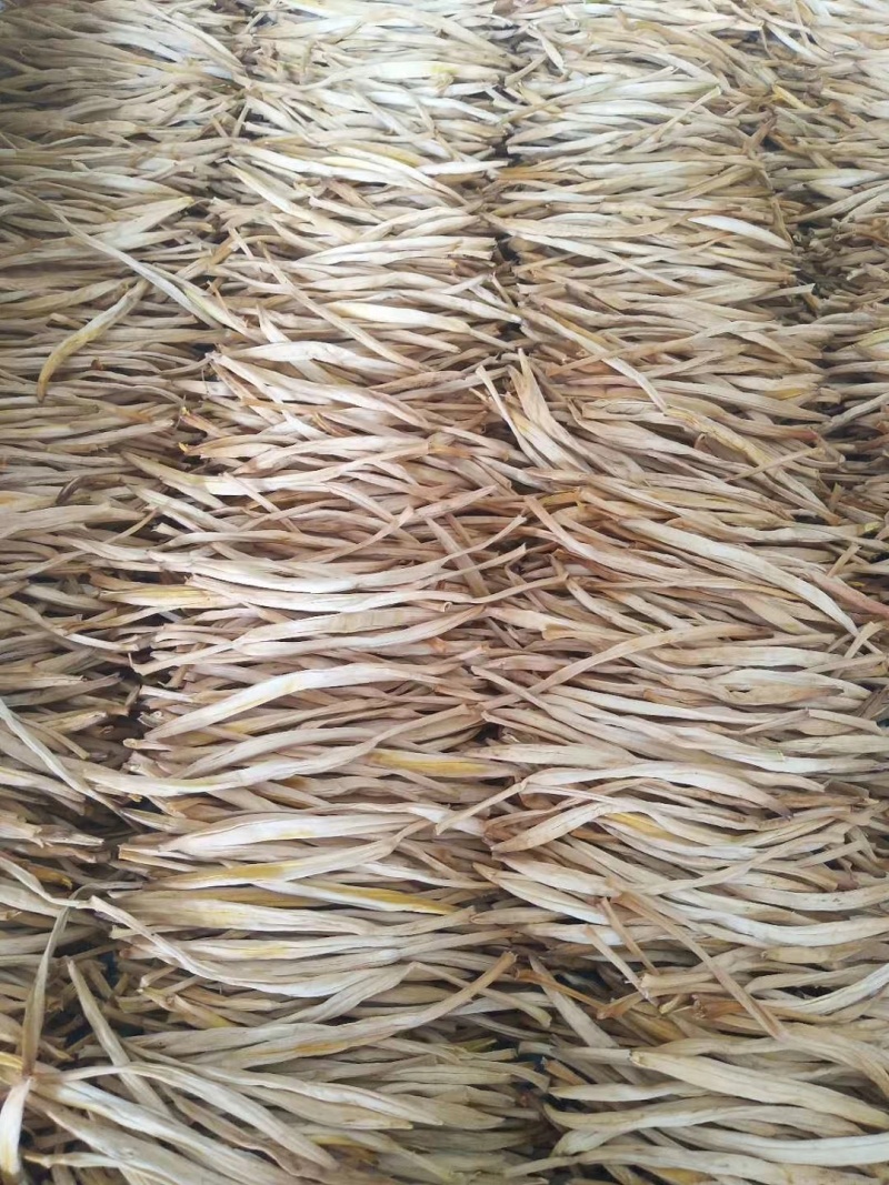宁夏，红寺堡黄花菜