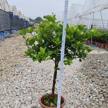 栀子花