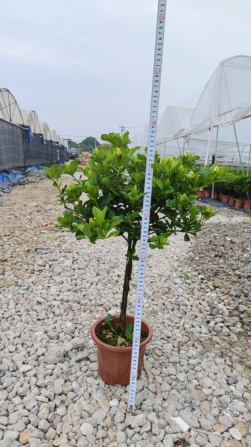 栀子花