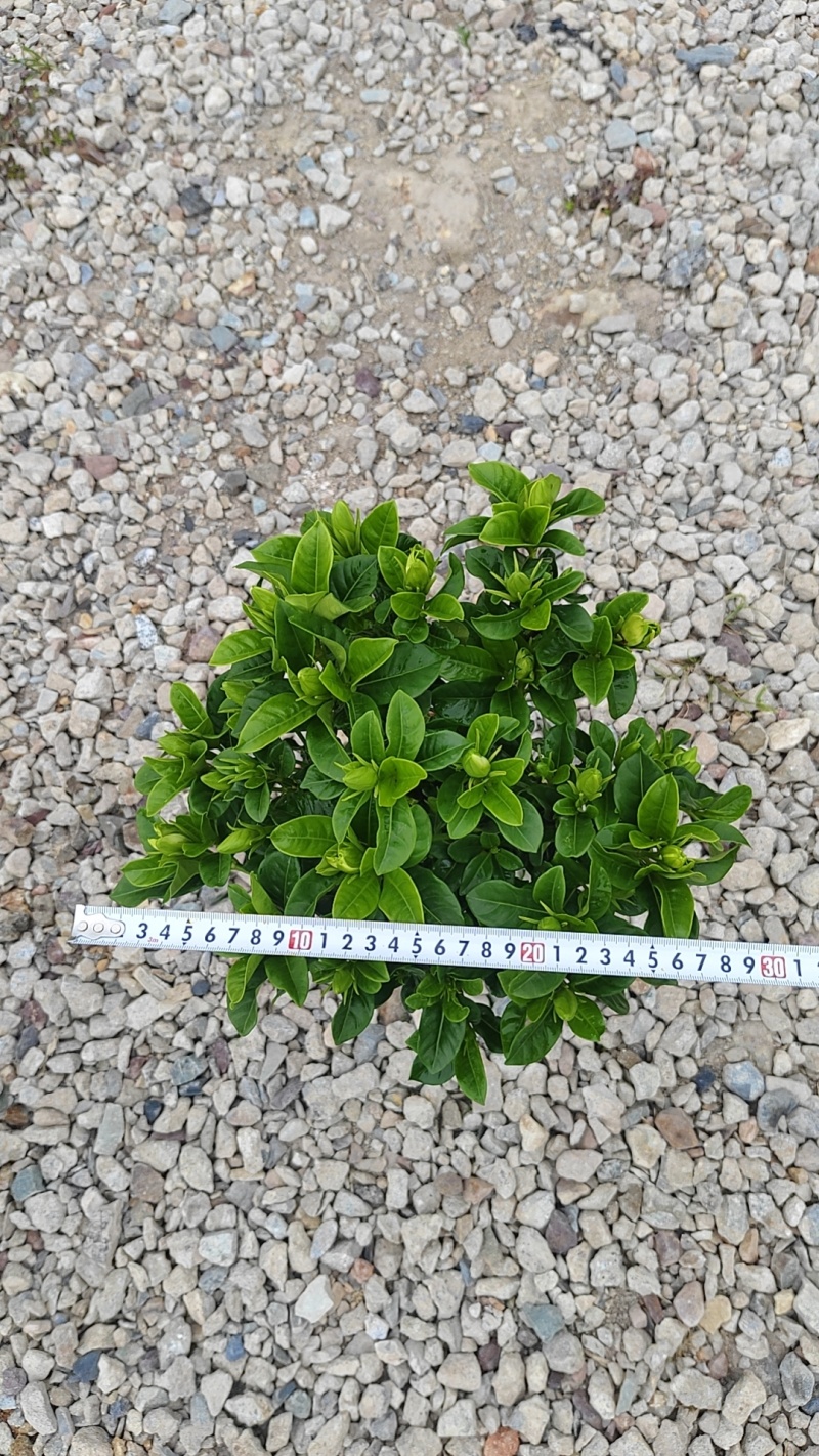栀子花