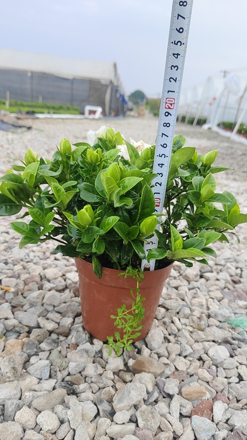栀子花