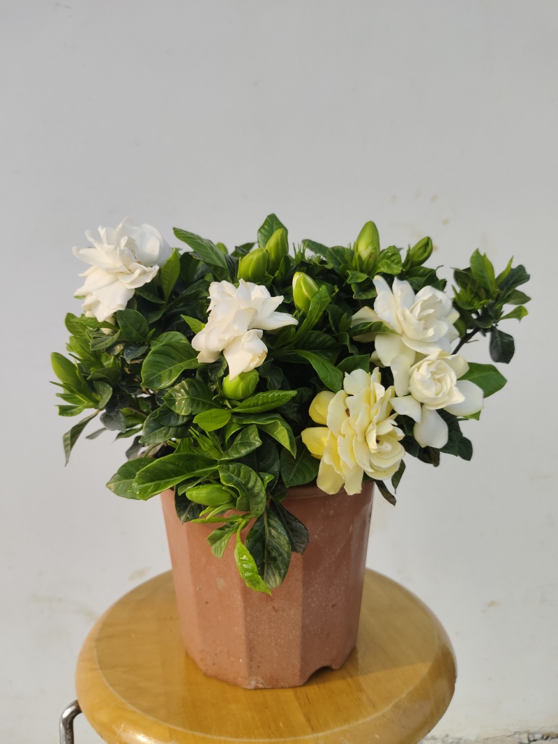 栀子花