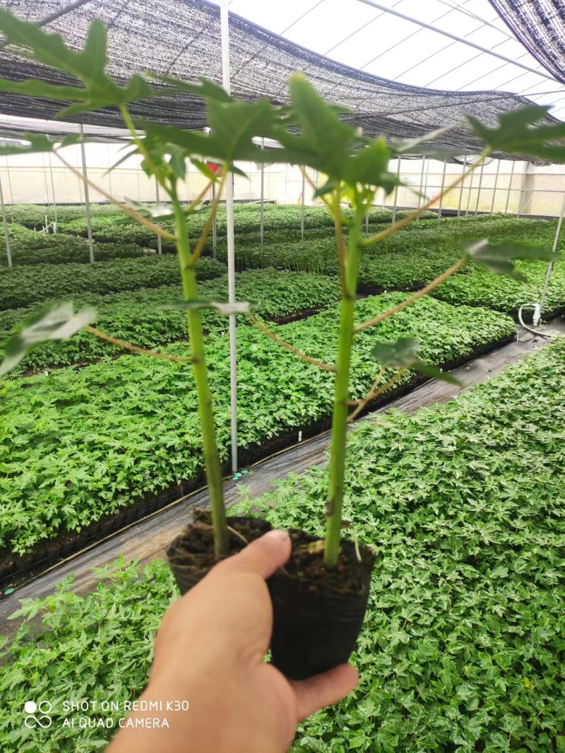 水果木瓜苗