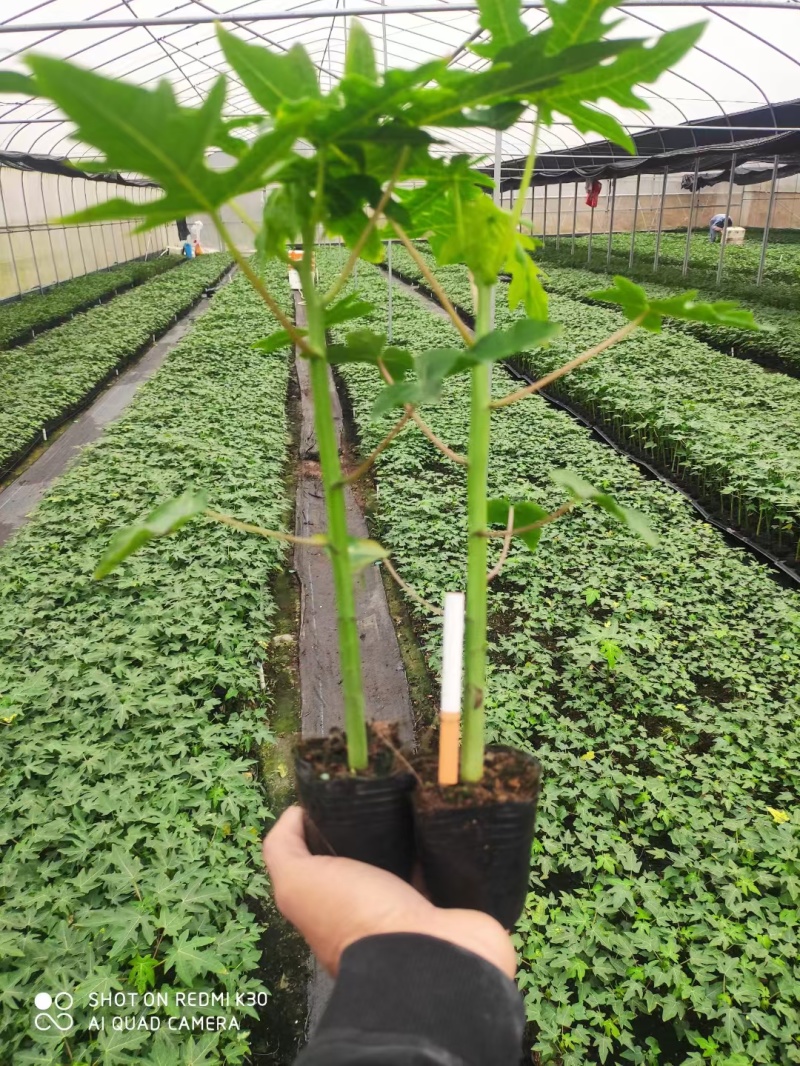 水果木瓜苗