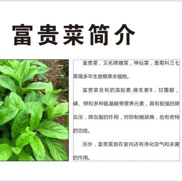 药食同源，富贵菜