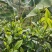 茶叶，云南农村自家生产的各种茶叶，绿茶和红茶较多一些