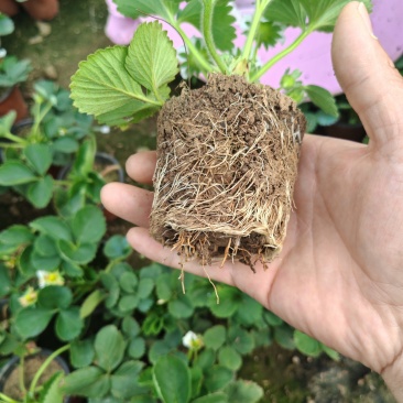 1.基地直发！带花带果草莓苗一亩田源头好苗现挖现发