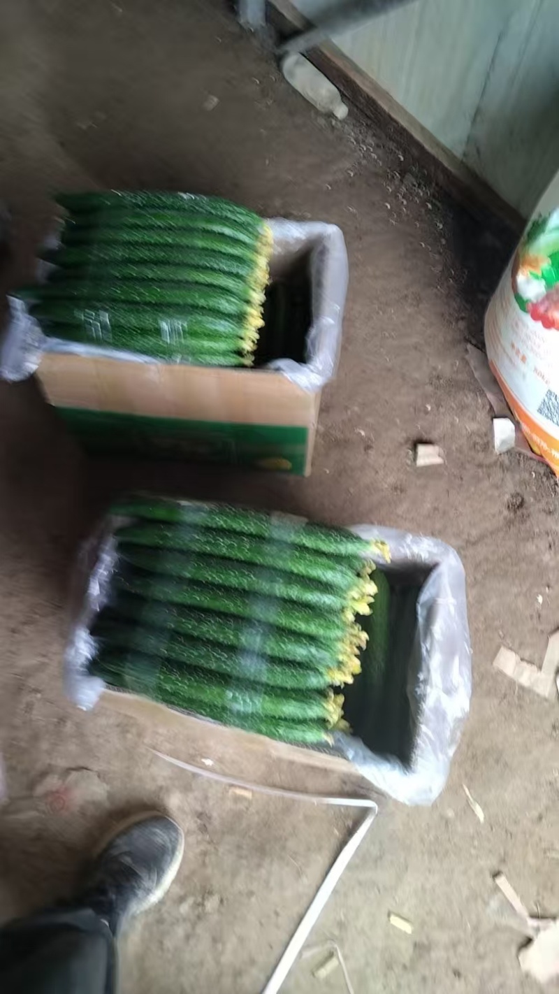 精品黄瓜