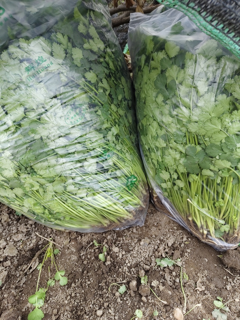 香菜