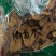 炒白术白术片肤炒白术蜂窝状干货农副产品