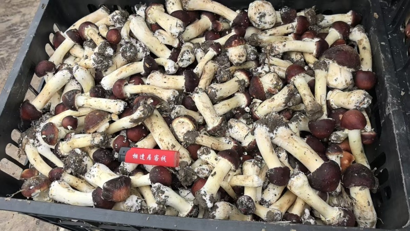 赤松茸等外货