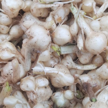 薤白野葱苦蒜葱果贵州野生货当季新货鲜货上市