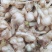 薤白野葱苦蒜葱果贵州野生货当季新货鲜货上市