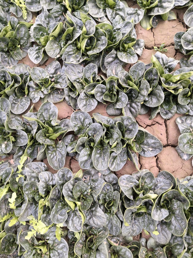 河南趴地菠菜