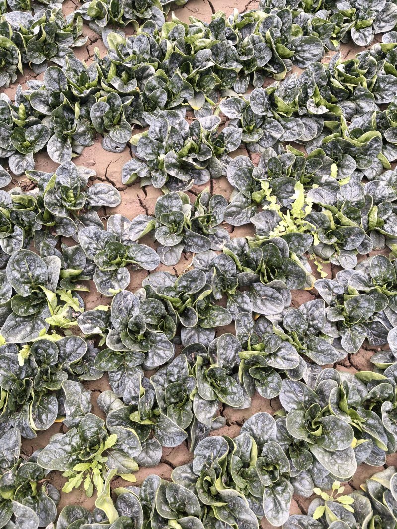河南趴地菠菜