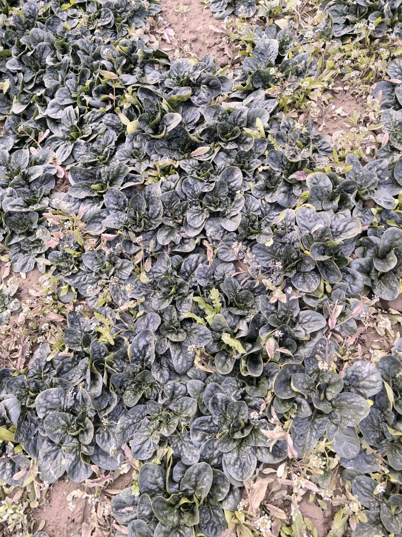 河南趴地菠菜